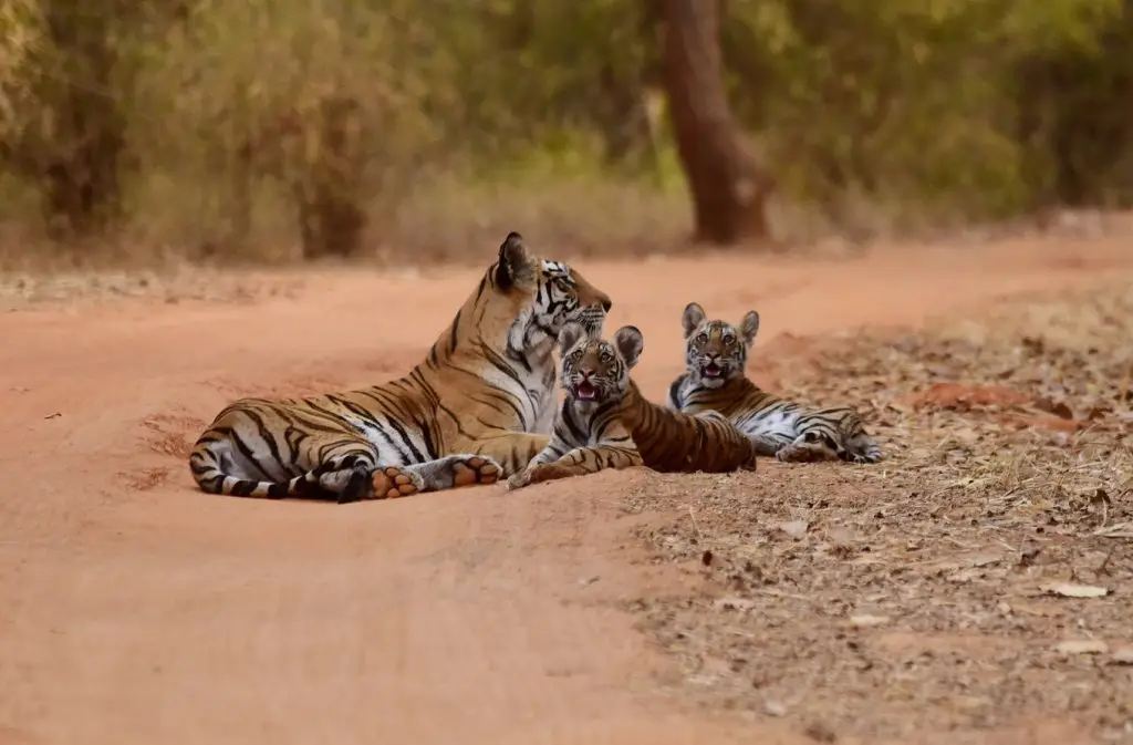 tiger safari ranthambore | tiger safari resort ranthambore | ranthambore national park tiger safari | ranthambore tiger reserve | ranthambore best zone for tiger sighting