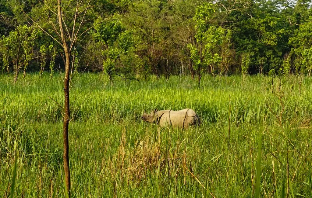 Information on the Royal Chitwan National Park - Chitwan Jungle Safari