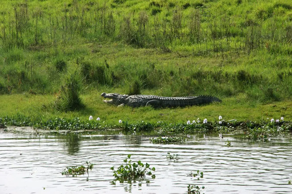 chitwan national park ** chitwan national park safari ** chitwan national park tours chitwan national park tours ** chitwan national park accommodation ** chitwan park ** rhino lodge chitwan ** hotels in chitwan nepal ** chitwan jungle safari ** chitwan national park national park **