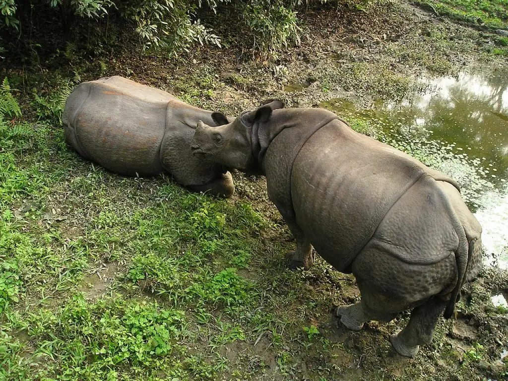 chitwan national park ** chitwan national park safari ** chitwan national park tours ** chitwan national park accommodation ** chitwan park ** rhino lodge chitwan ** hotels in chitwan nepal ** chitwan jungle safari ** chitwan national park national park **chitwan national park ** chitwan national park safari ** chitwan national park tours ** chitwan national park accommodation ** chitwan park ** rhino lodge chitwan ** hotels in chitwan nepal ** chitwan jungle safari ** chitwan national park national park **