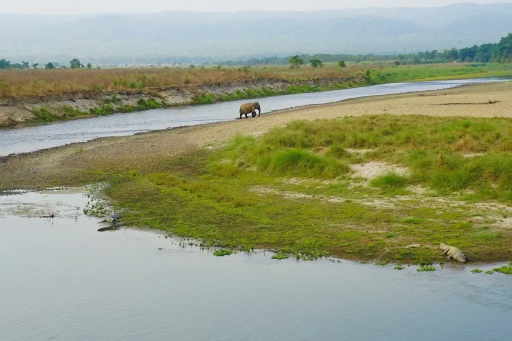 The Royal Chitwan National Park - Chitwan Jungle Safari