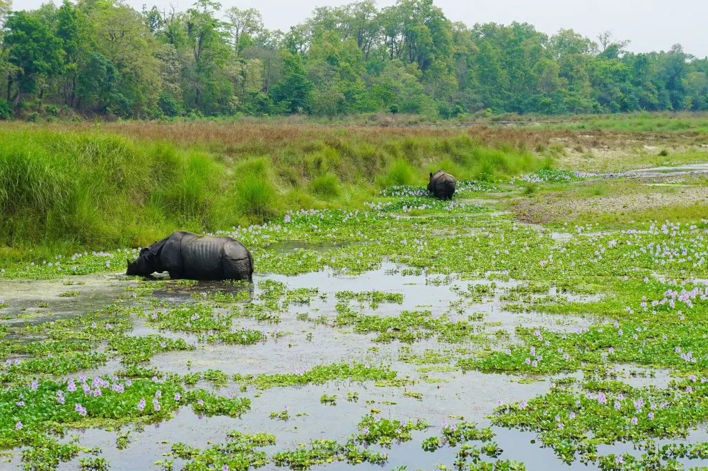 Chitwan National Park 