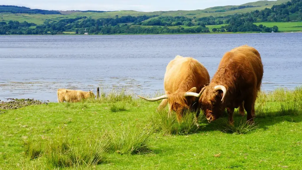 Highland Cows - what to visit in scotland