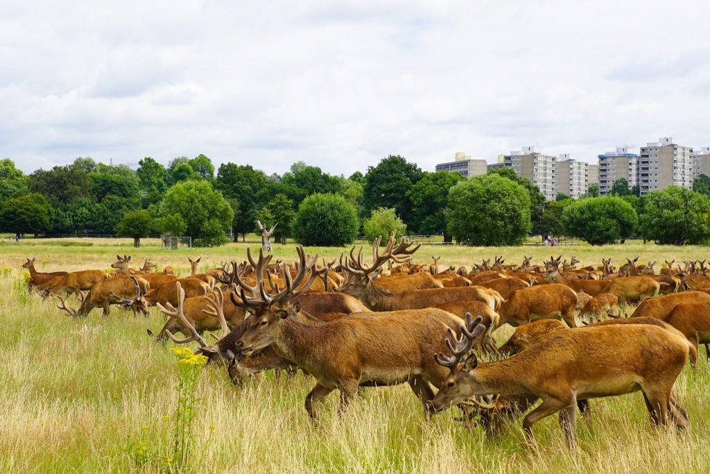 Oh Deer In London, A Day Trip To The Richmond Deer Park And More!