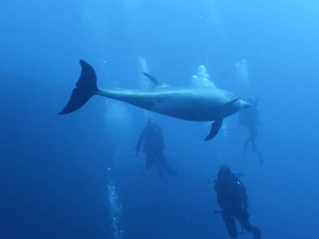 best diving in the world - Silent World Divers Puerto Vallarta