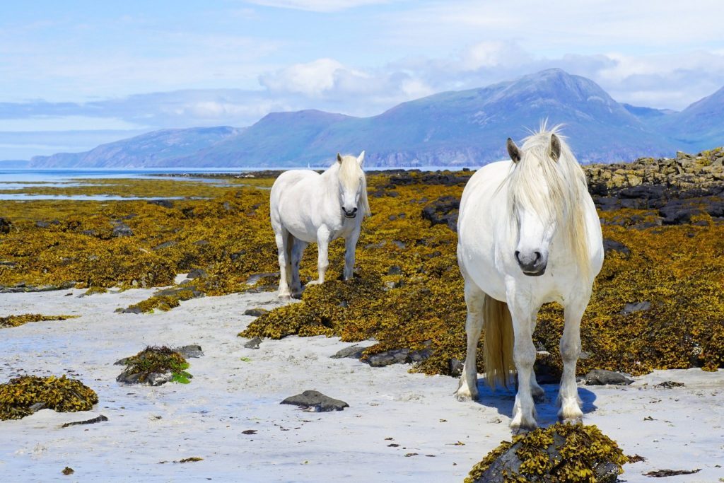 Things To Do In Scotland - Isle Of Muck