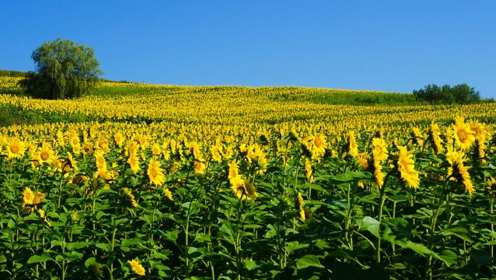 Romania Places To Visit - Romanian Sunflowers
