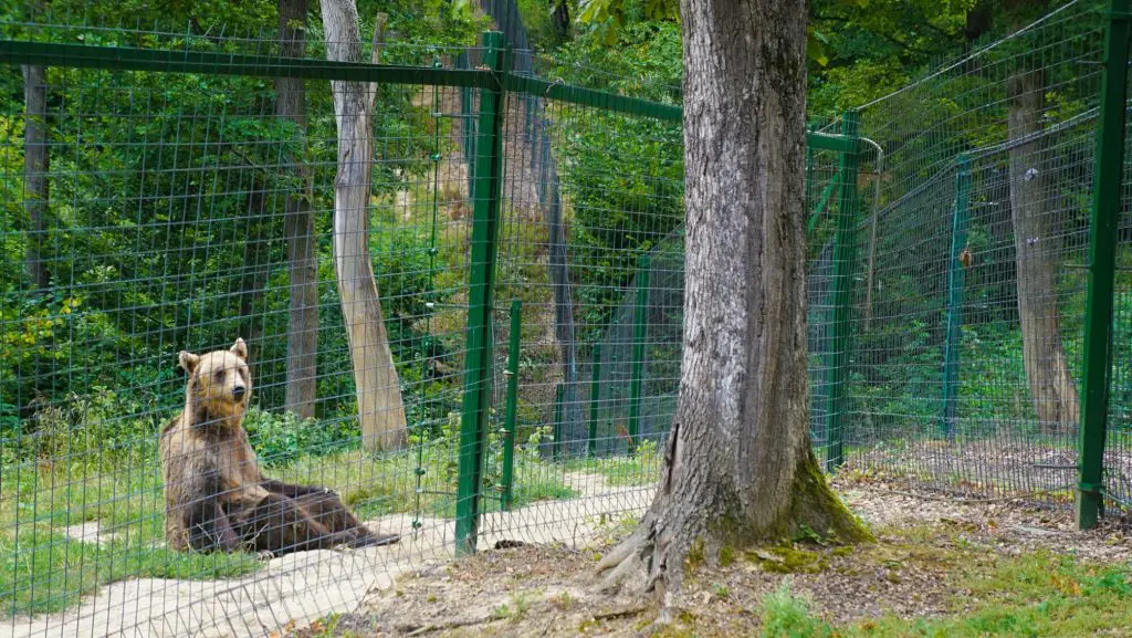 Zărnești LiBEARty Bear Sanctuary - Romania Travel Ideas