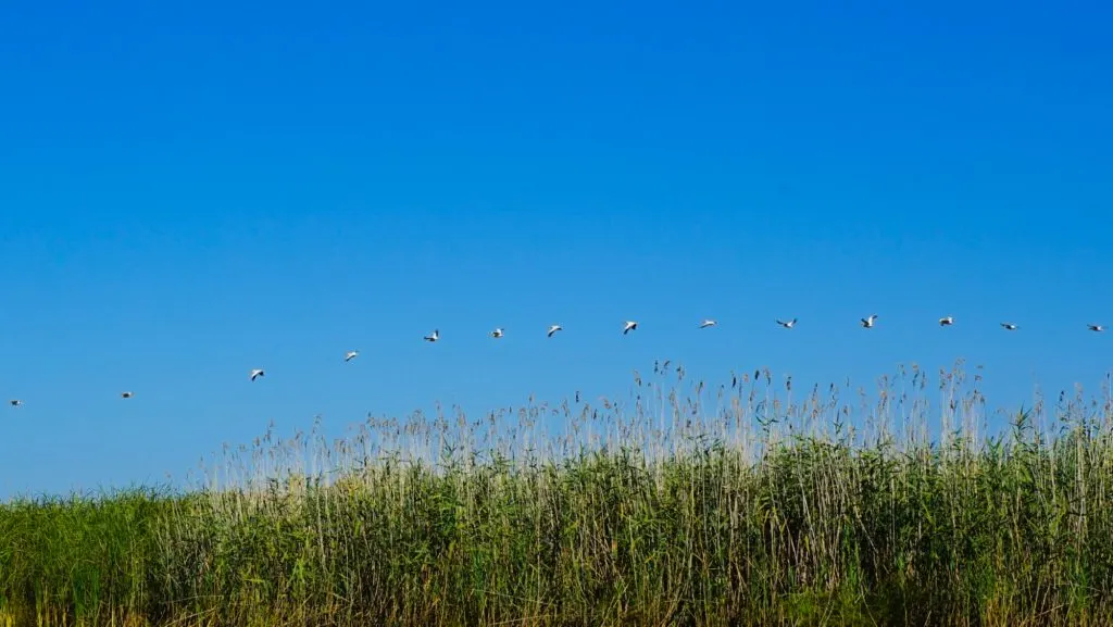 Discover Danube Delta