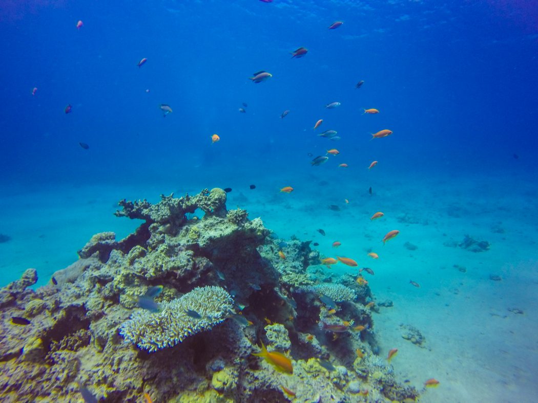 Nautilus Red Sea Scuba Diving Review: Exciting Scuba Diving In Eilat ...