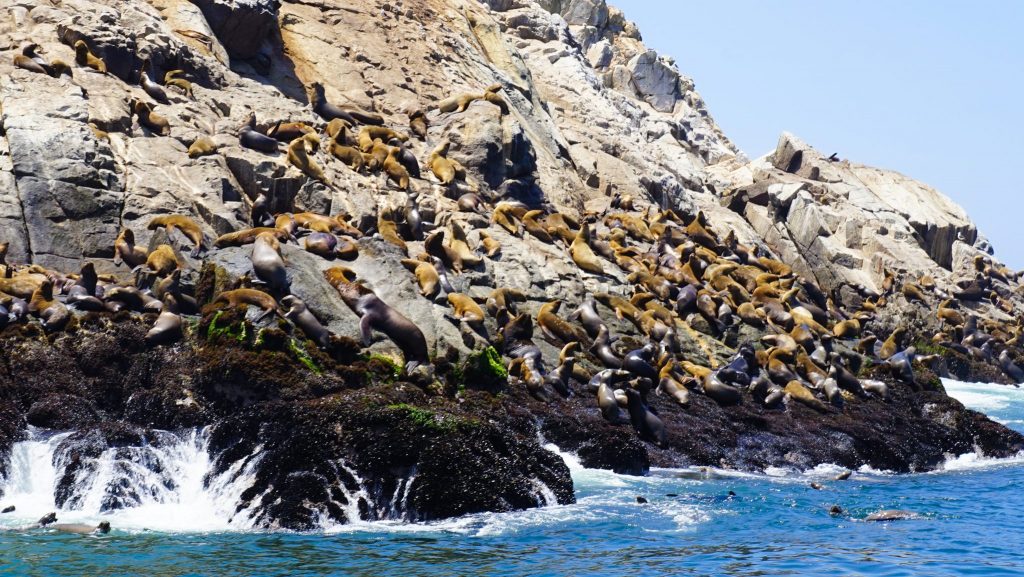 Swimming with Sea Lions in Lima - things to do in miraflores peru