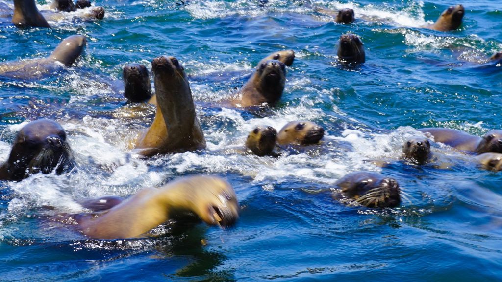 Swimming with Sea Lions in Lima - what to do in lima peru in one day