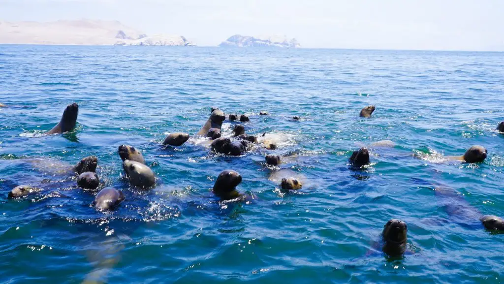 Swimming with Sea Lions in Lima - day trips from lima