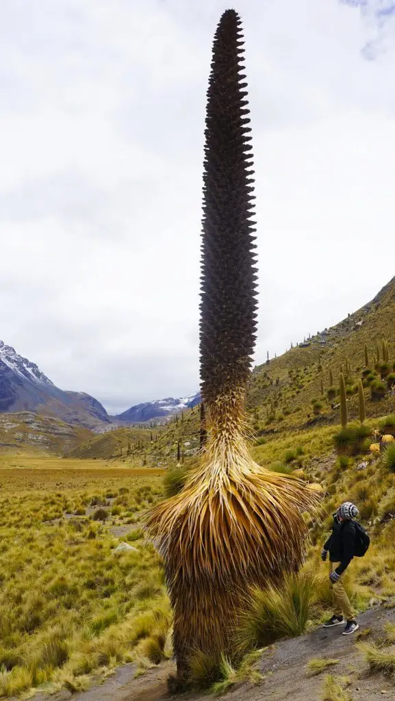 huascaran national park in peru | Pastoruri Glacier Day Tour 