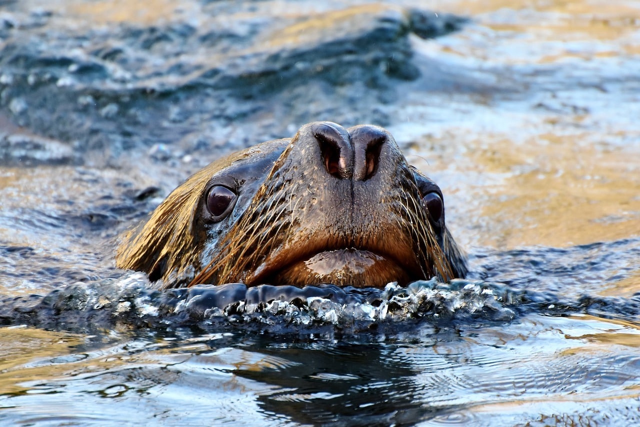 Everything You Should Know Before Swimming With Sea Lions In Lima!