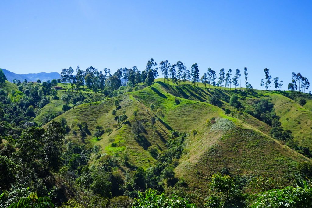 what to do in salento colombia? The Finca Don Eduardo Coffee Tour Salento gives the perfect taste to the Colombia coffee triangle.