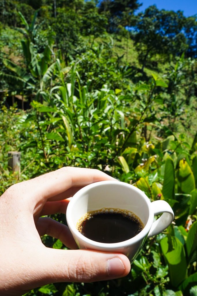 what to do in salento colombia? The Finca Don Eduardo Coffee Tour Salento gives the perfect taste to the Colombia coffee triangle.