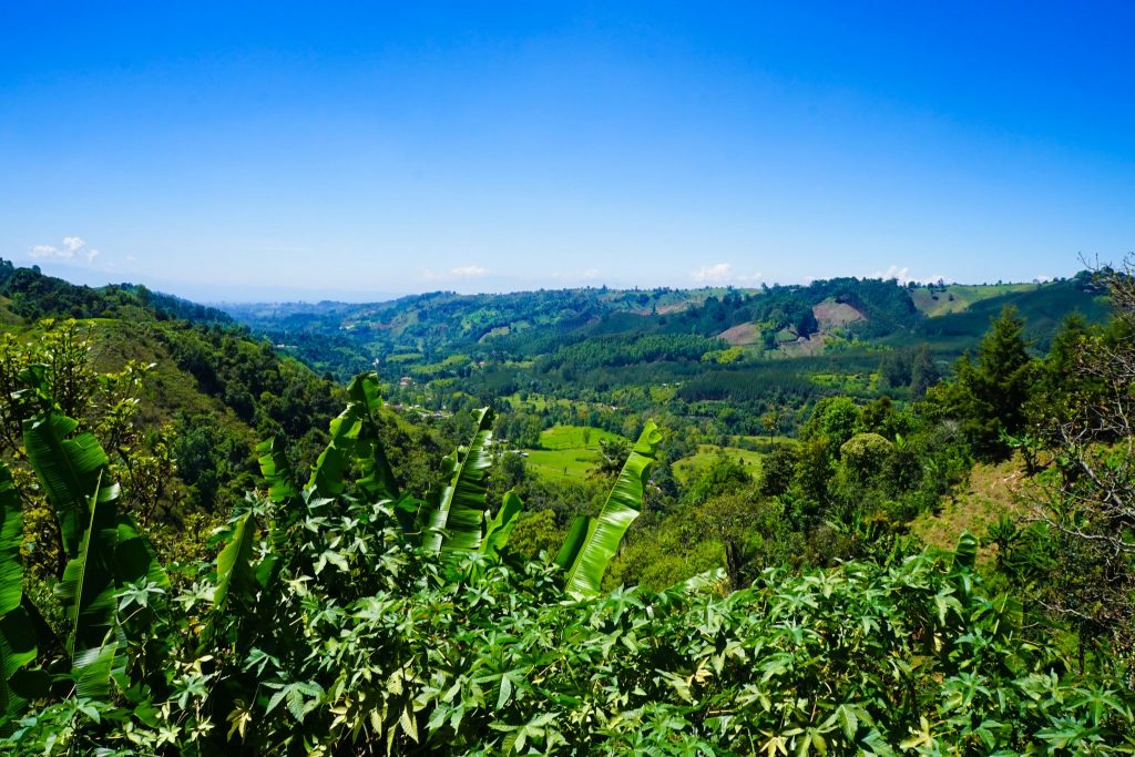 Don Eduardo coffee tour salento Colombia