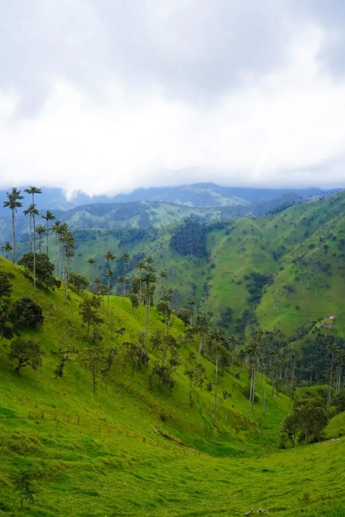 salento palm forest ** cocora valley ** lipstick palm tree ** wax palm ** tallest palm tree ** salento quindio ** salento travel ** hostel salento colombia **