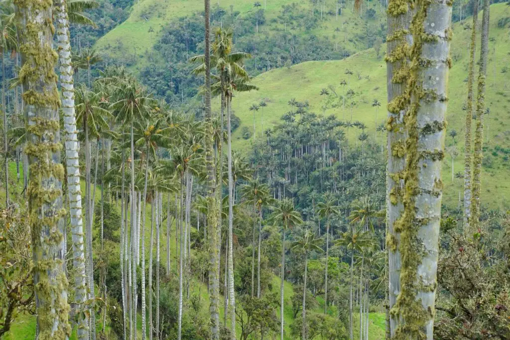 Salento mountain Biking with Salento Cycling in Colombia to the World's Biggest Palm Forest! One of the best things to do in Salento, Colombia!