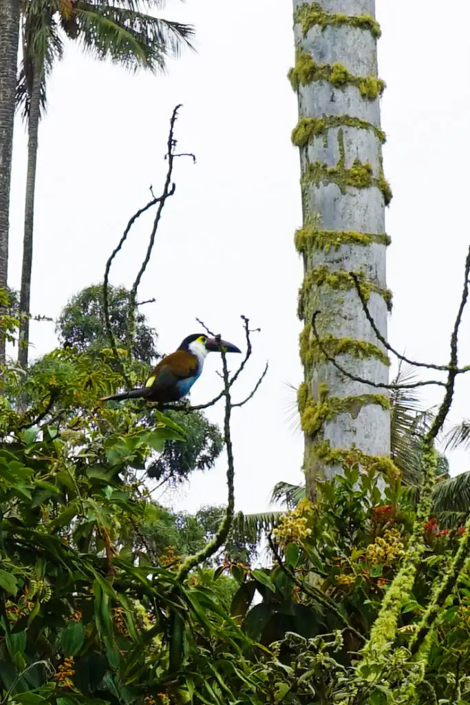 salento palm forest ** cocora valley ** lipstick palm tree ** wax palm ** tallest palm tree ** salento quindio ** salento travel ** hostel salento colombia **