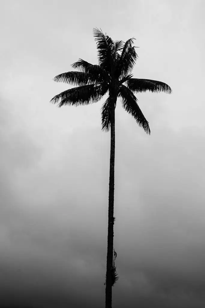 salento palm forest ** cocora valley ** lipstick palm tree ** wax palm ** tallest palm tree ** salento quindio ** salento travel ** hostel salento colombia **