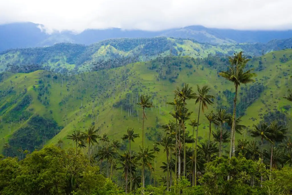 Salento mountain Biking with Salento Cycling in Colombia to the World's Biggest Palm Forest! One of the best things to do in Salento, Colombia!