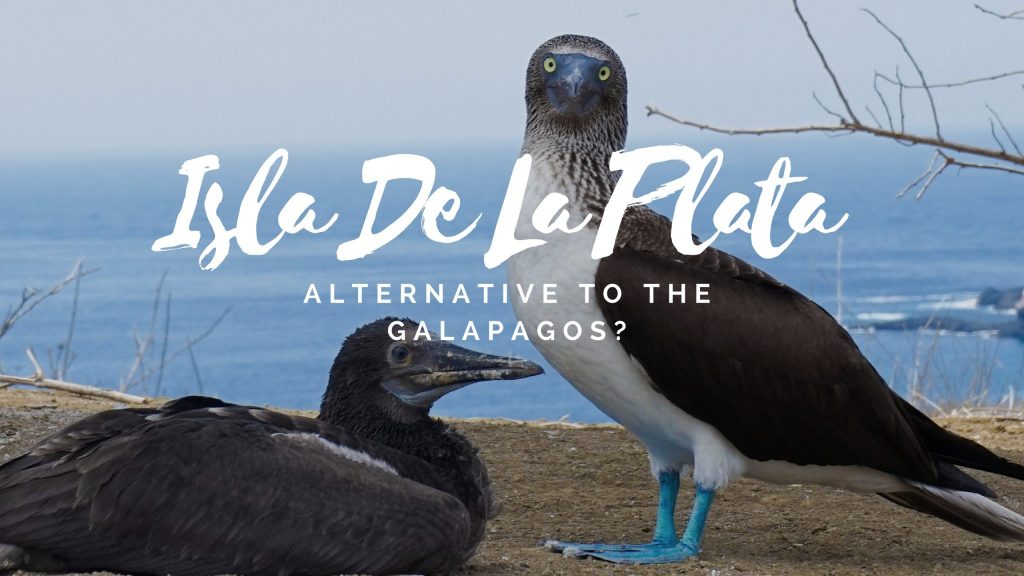 Isla De La Plata In Ecuador: An Affordable Alternative to Galápagos Islands?