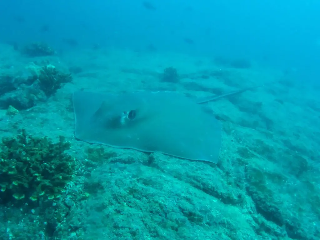 coiba national park diving