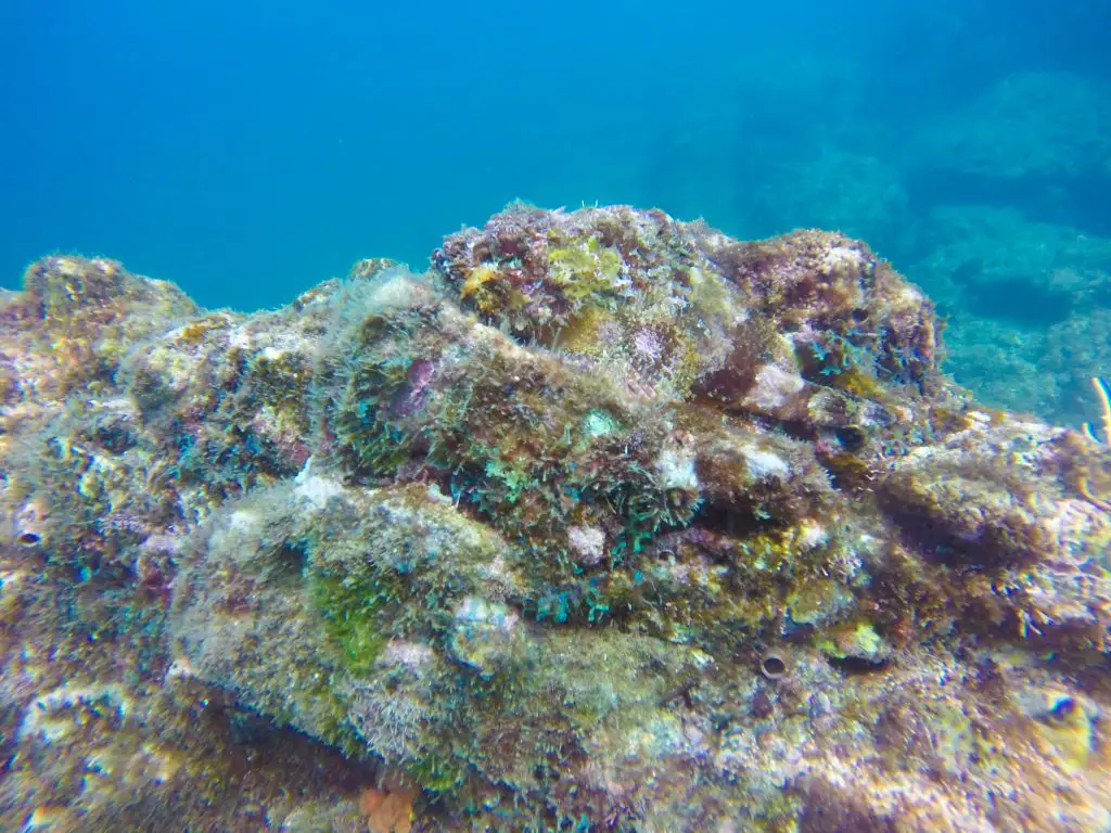 coiba national park diving