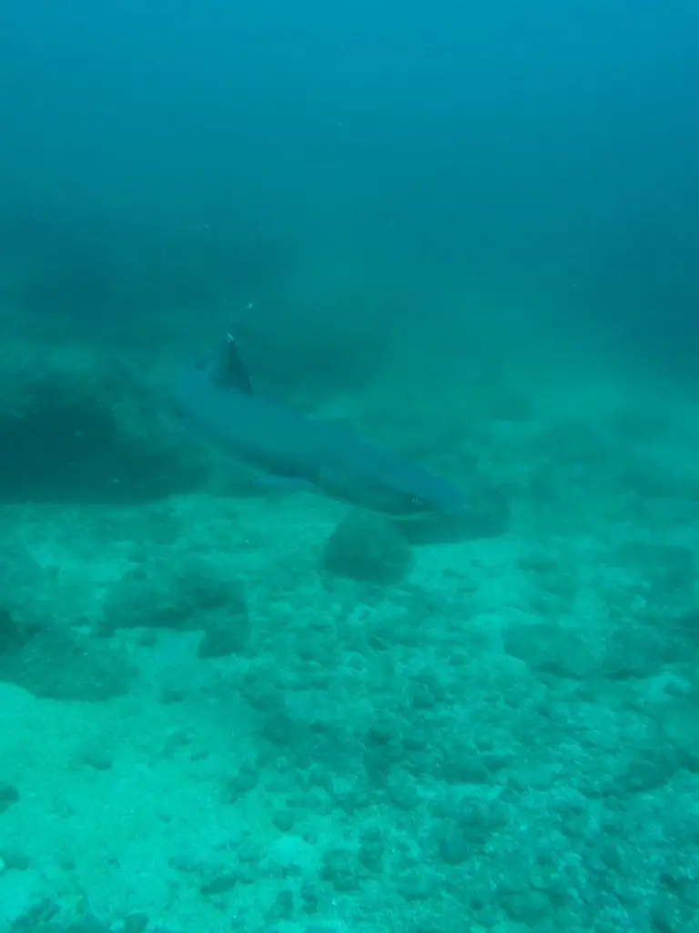 panama dive centre