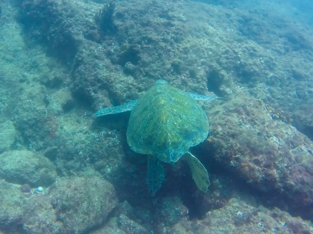 coiba national park diving