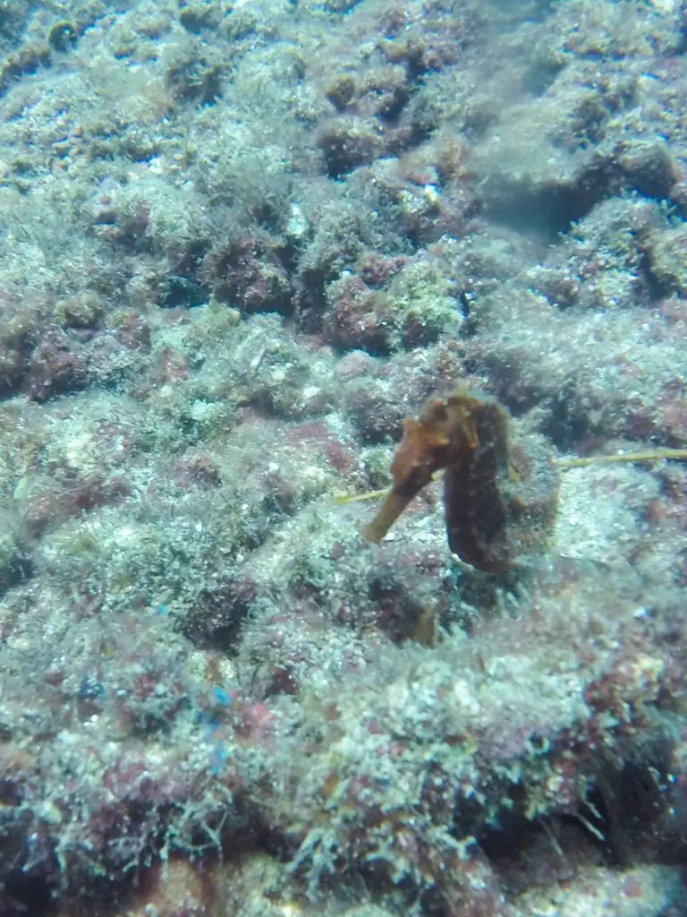 coiba national park diving