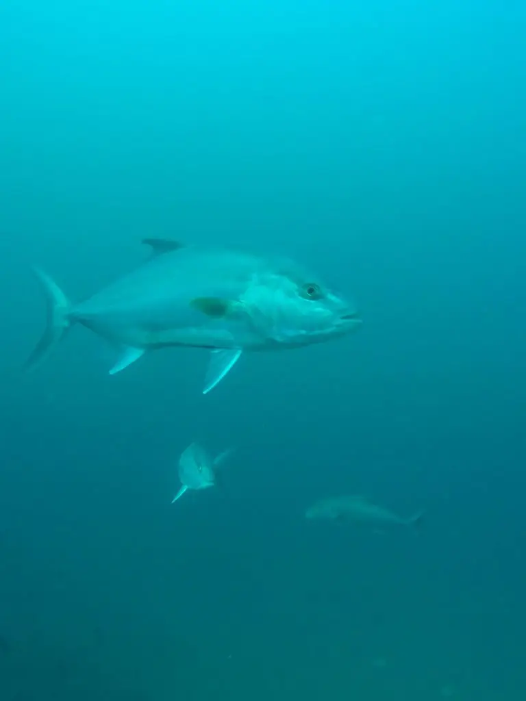 panama dive centre