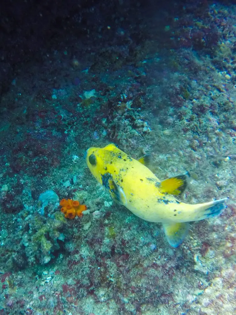 coiba national park diving