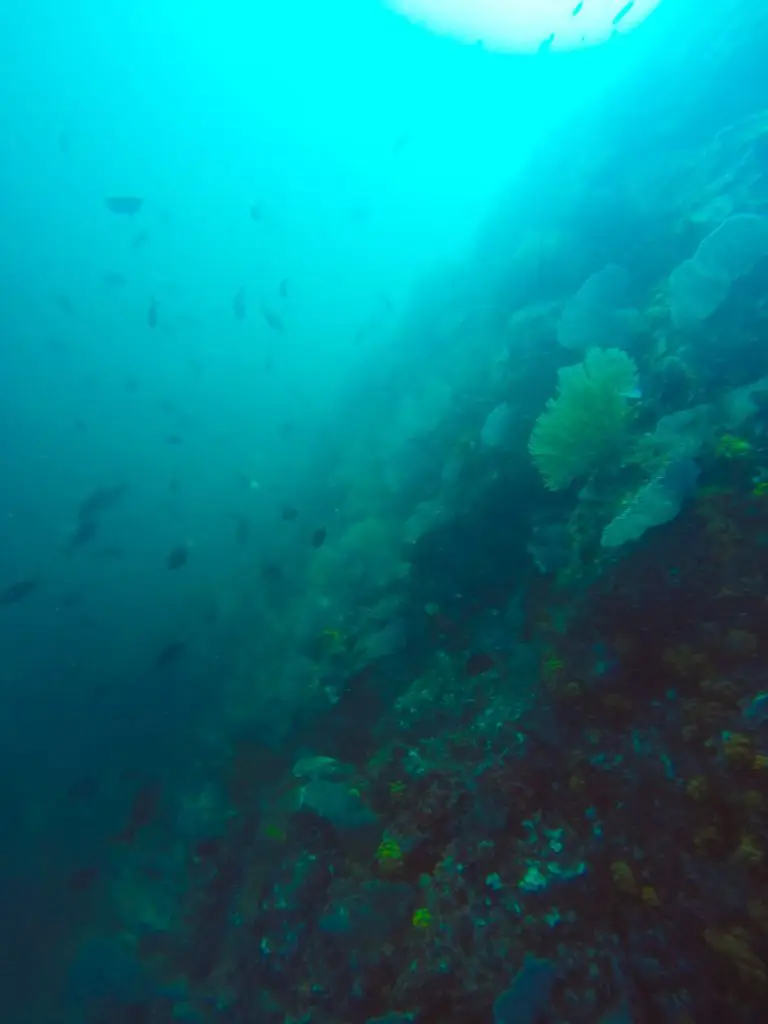 coiba national park diving