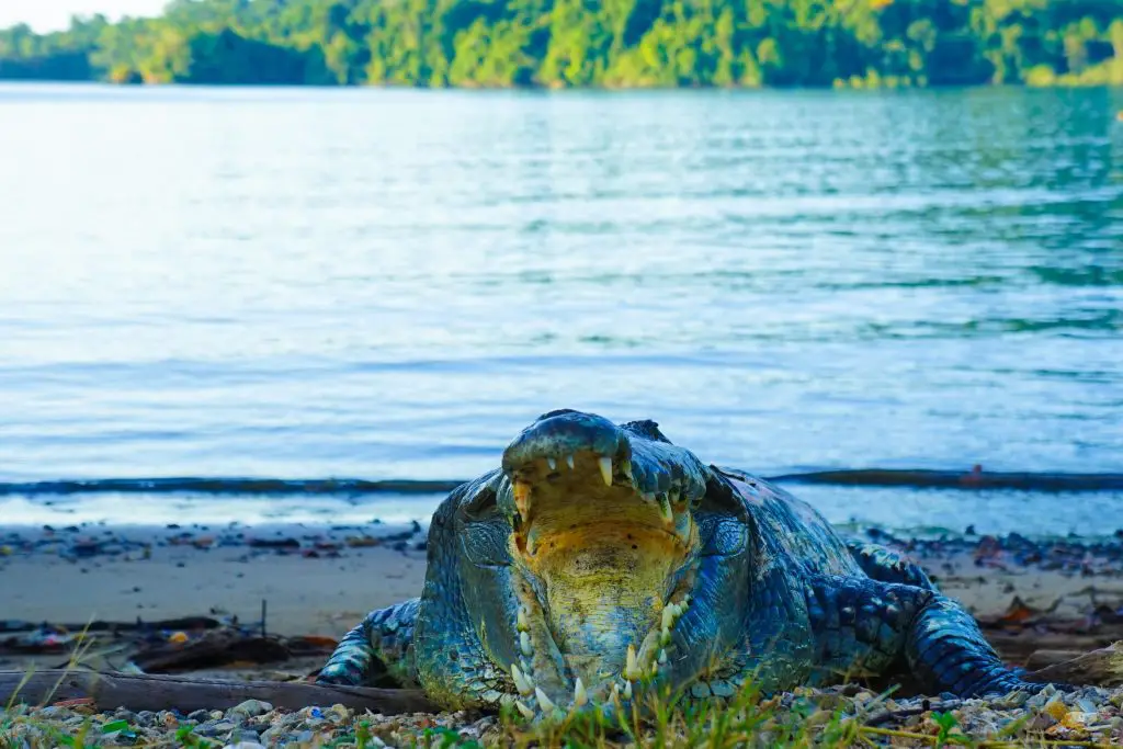 coiba national park diving