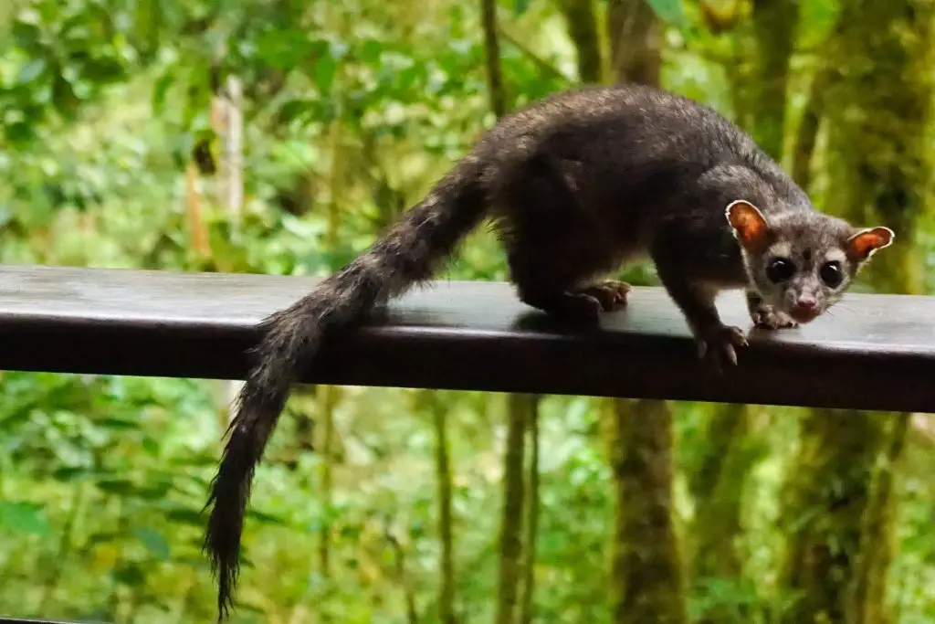 Los Quetzales EcoLodge and Spa Panama Review Cerro Punta La Amistad National Park