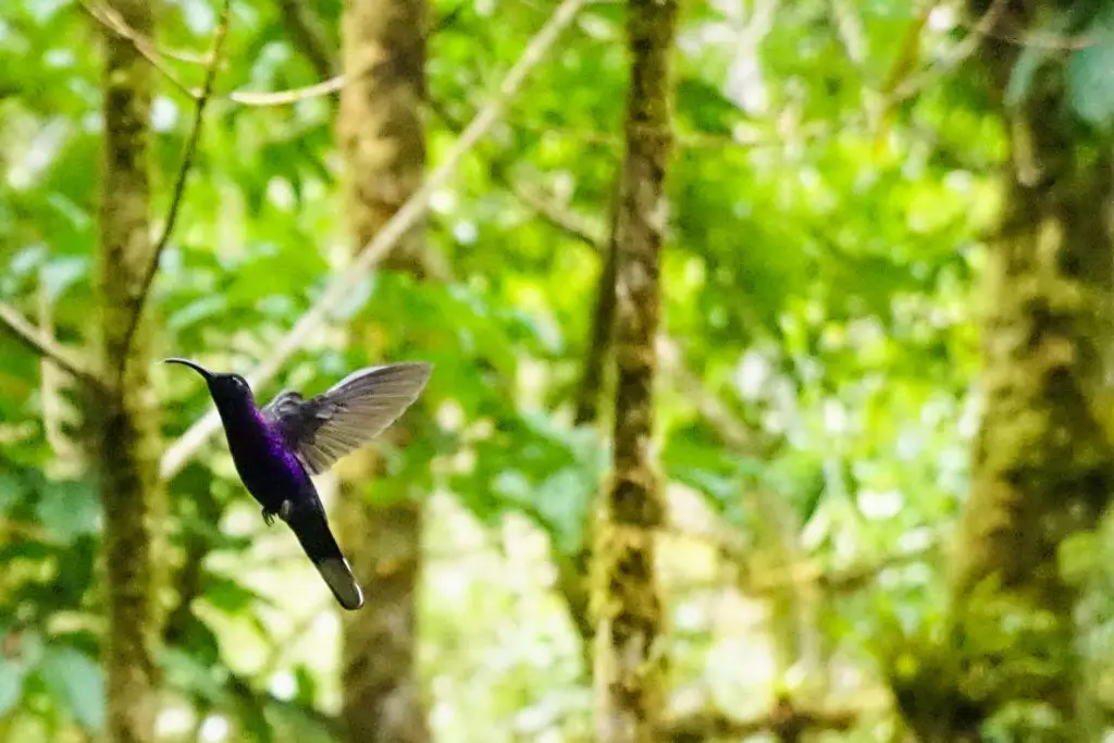 Los Quetzales EcoLodge and Spa Panama Review Cerro Punta La Amistad National Park