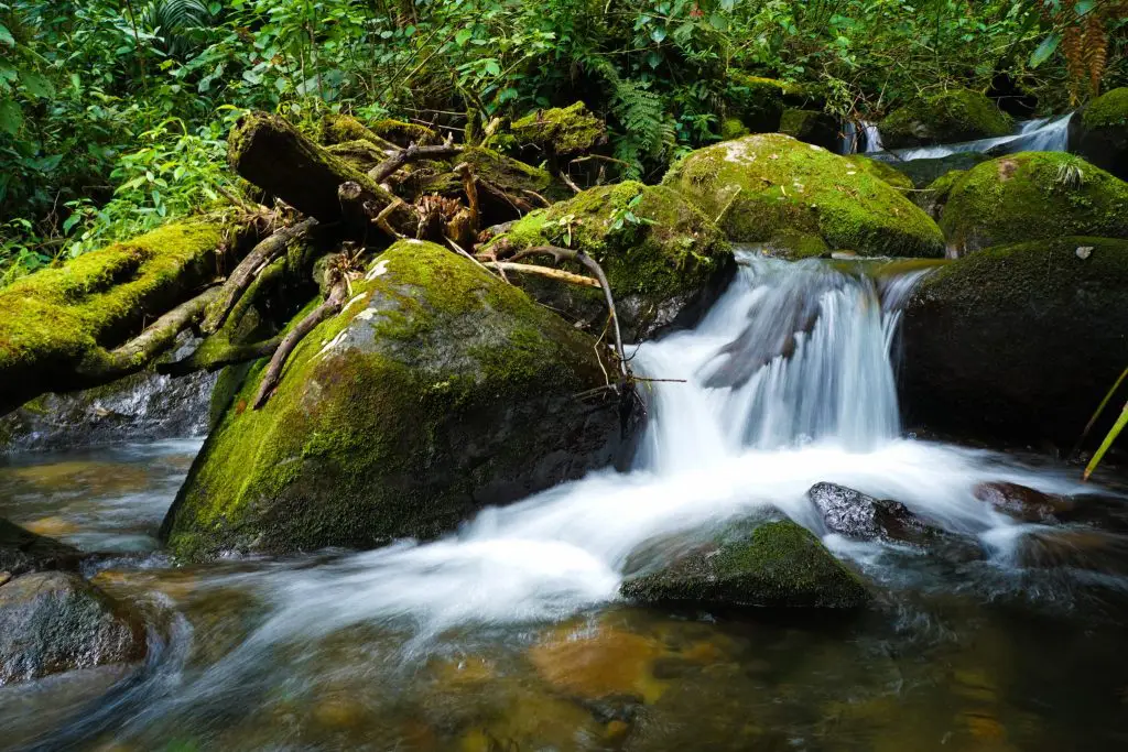 Los Quetzales EcoLodge and Spa Panama Review Cerro Punta La Amistad National Park