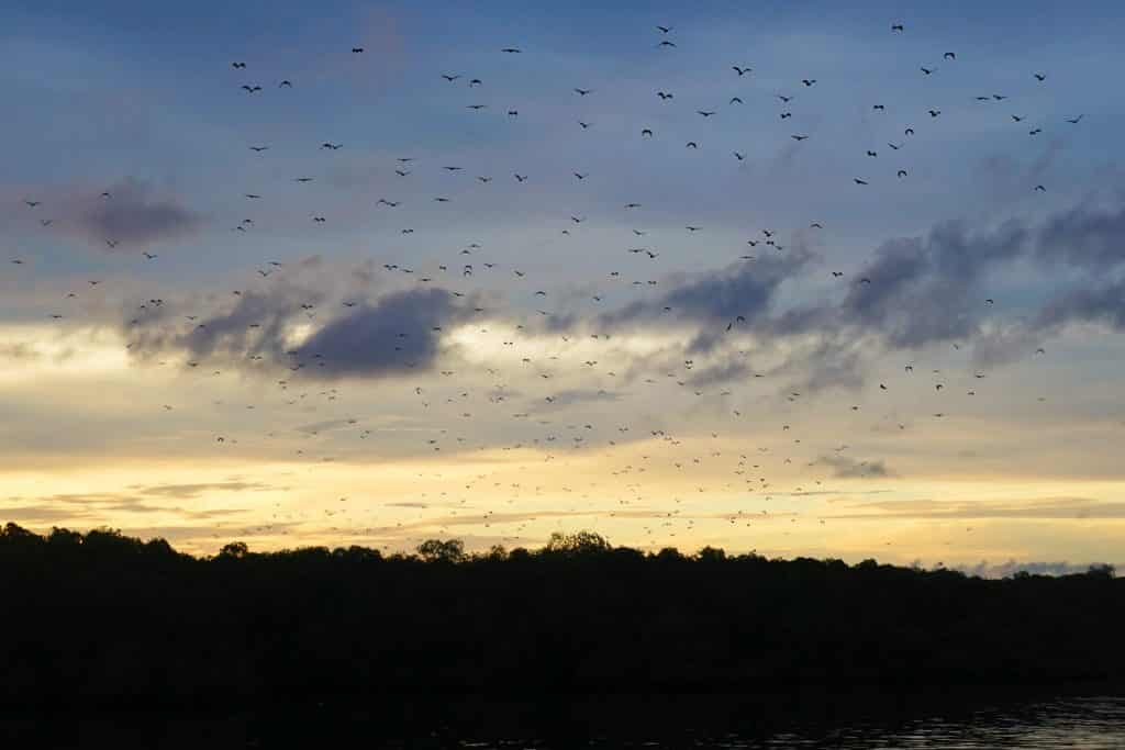 30 Reasons That Will Make You Desperate To Travel to Indonesia! - Flores Bats at Night