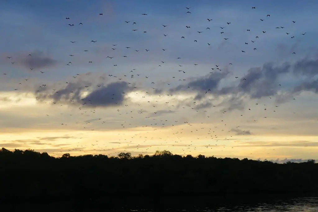 30 Reasons That Will Make You Desperate To Travel to Indonesia! - Flores Bats at Night