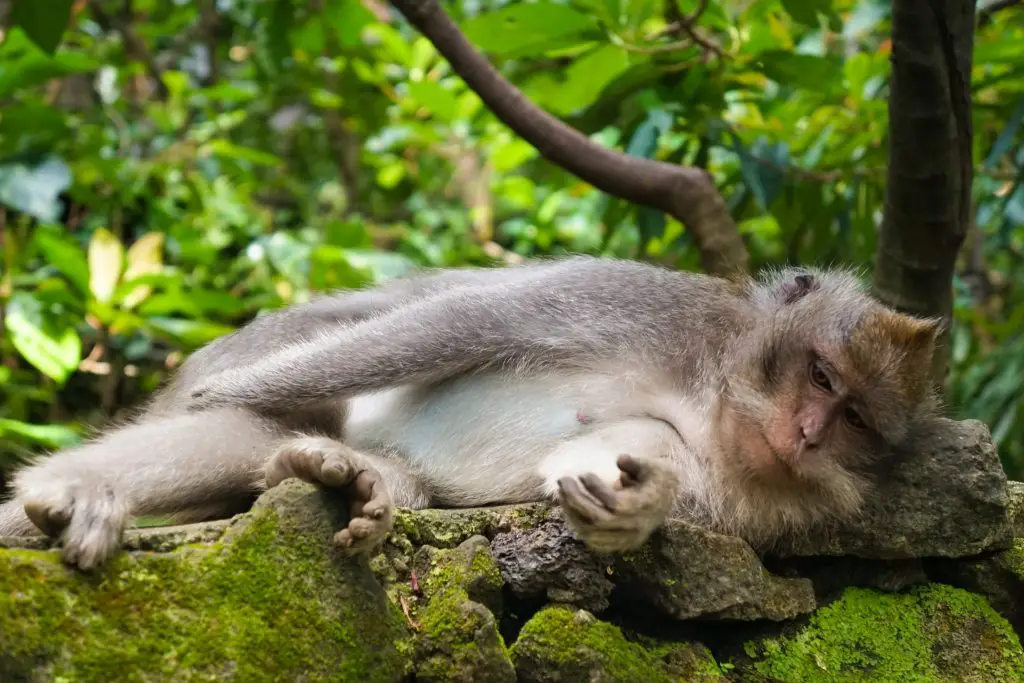 30 Reasons That Will Make You Desperate To Travel to Indonesia! - Monkey Temple Ubud