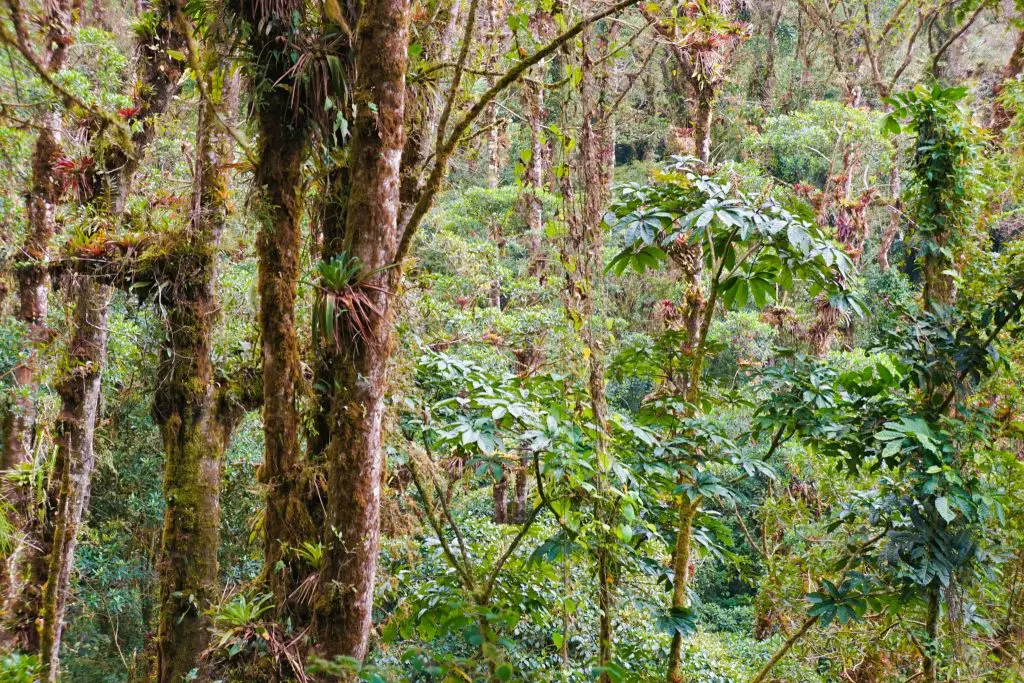 Los Quetzales EcoLodge and Spa Panama Review Cerro Punta La Amistad National Park