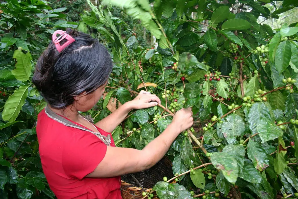 things to do in Copan Ruinas | Honduras Coffee Farm