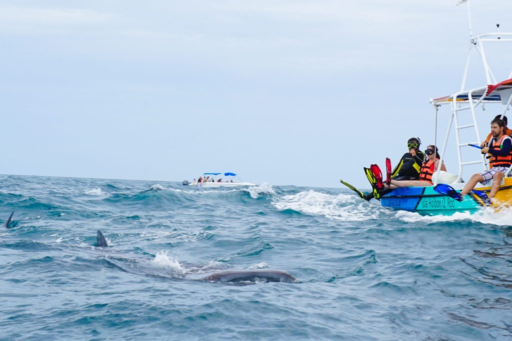 swimming with whale sharks cancun | Rules For Whale Shark Tours Cancun