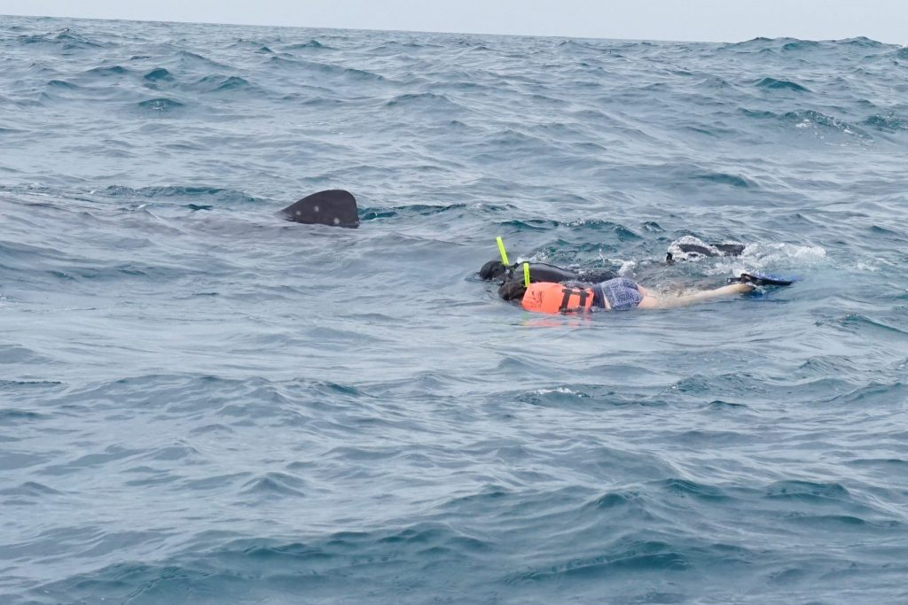 hvalhajer cancun | cancun hvalhaj ture | svømme med hvalhajer cancun | hvalhaj sæson cancun / hvalhaj snorkling cancun / årstider ture cancun