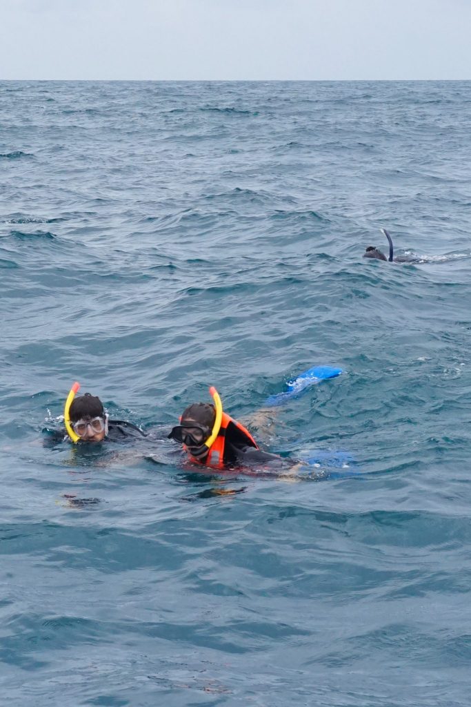 whale shark diving tulum