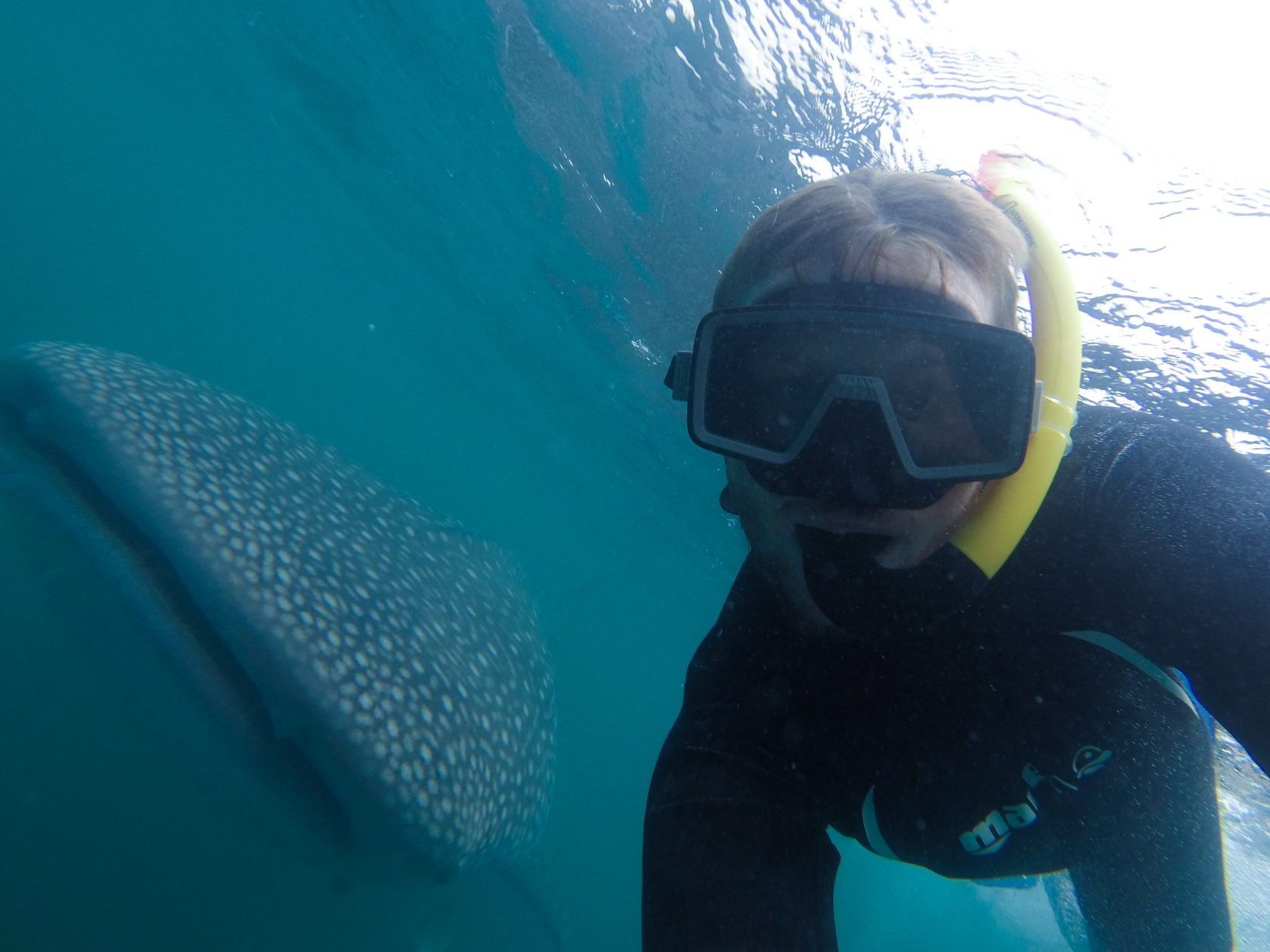 How To Swim With Whale Sharks From Tulum The Complete Guide!