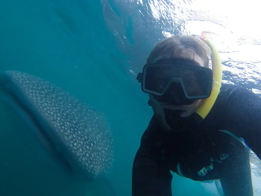 Whale Shark Selife